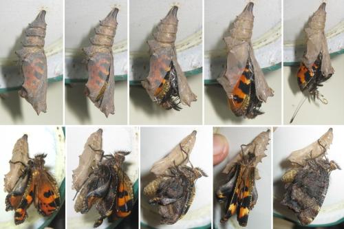 Nymphalis polychloros